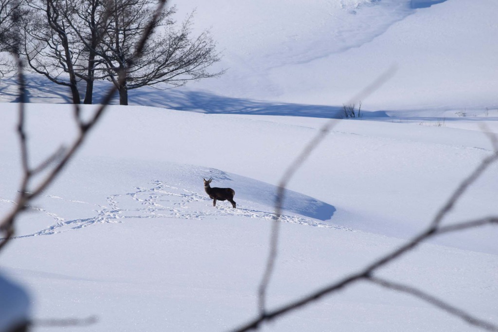 gite du puy mary-cantal-animaux-cerf