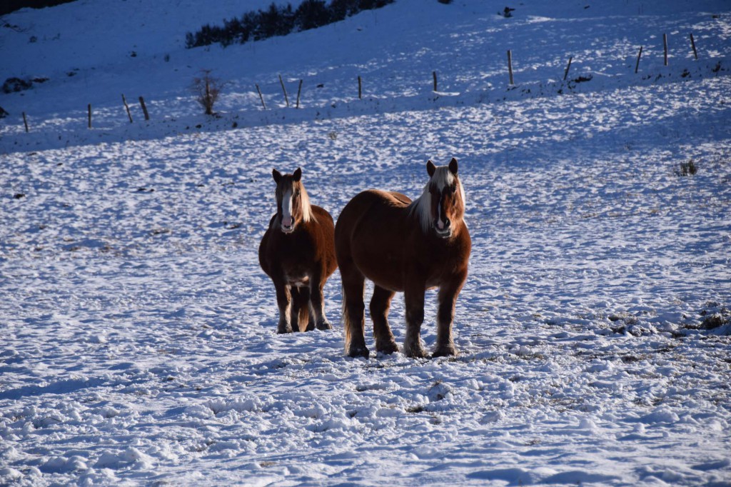 gite du puy mary-cantal-animaux-chevaux-equitation (2)