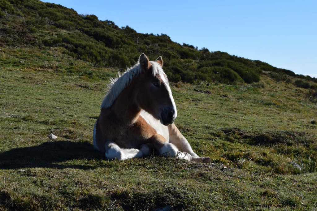gite du puy mary-cantal-animaux-chevaux-equitation (3)