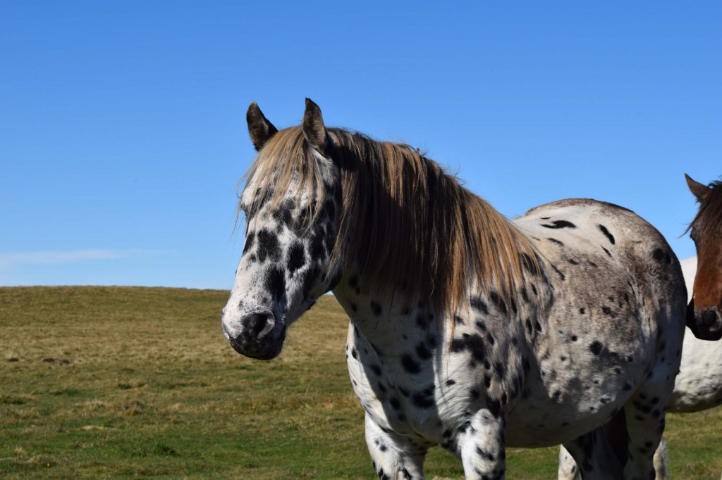 gite du puy mary-cantal-animaux-chevaux-equitation (4)