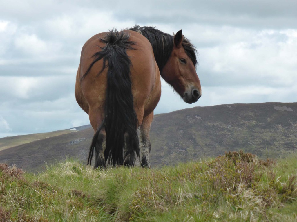 gite du puy mary-cantal-animaux-chevaux-equitation (6)