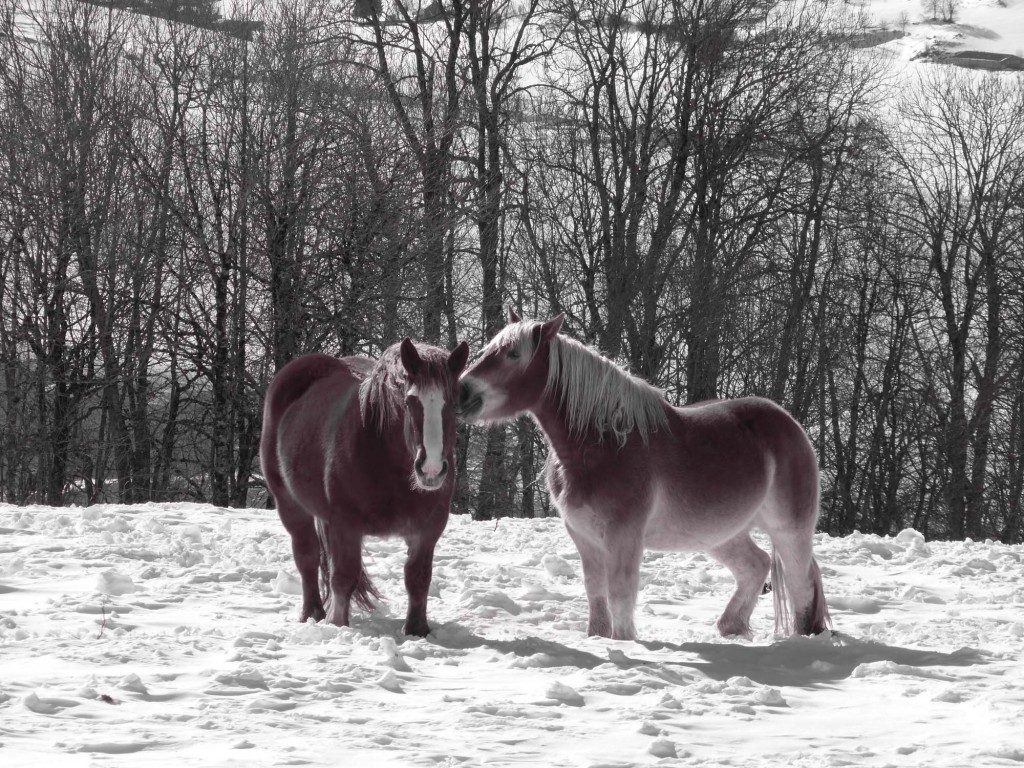 gite du puy mary-cantal-animaux-chevaux-equitation (7)