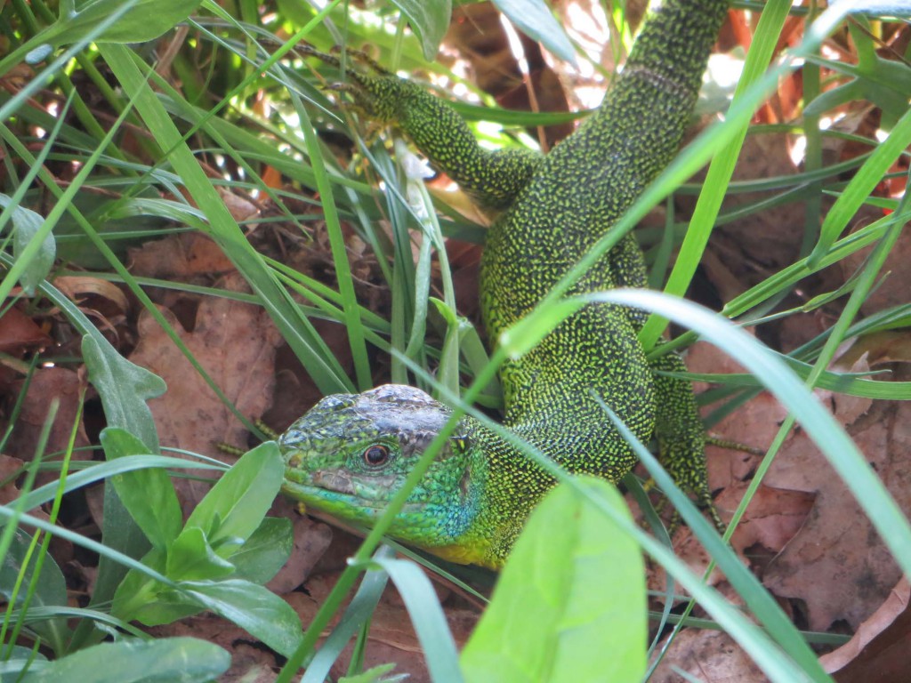 gite du puy mary -cantal-animaux-lezard