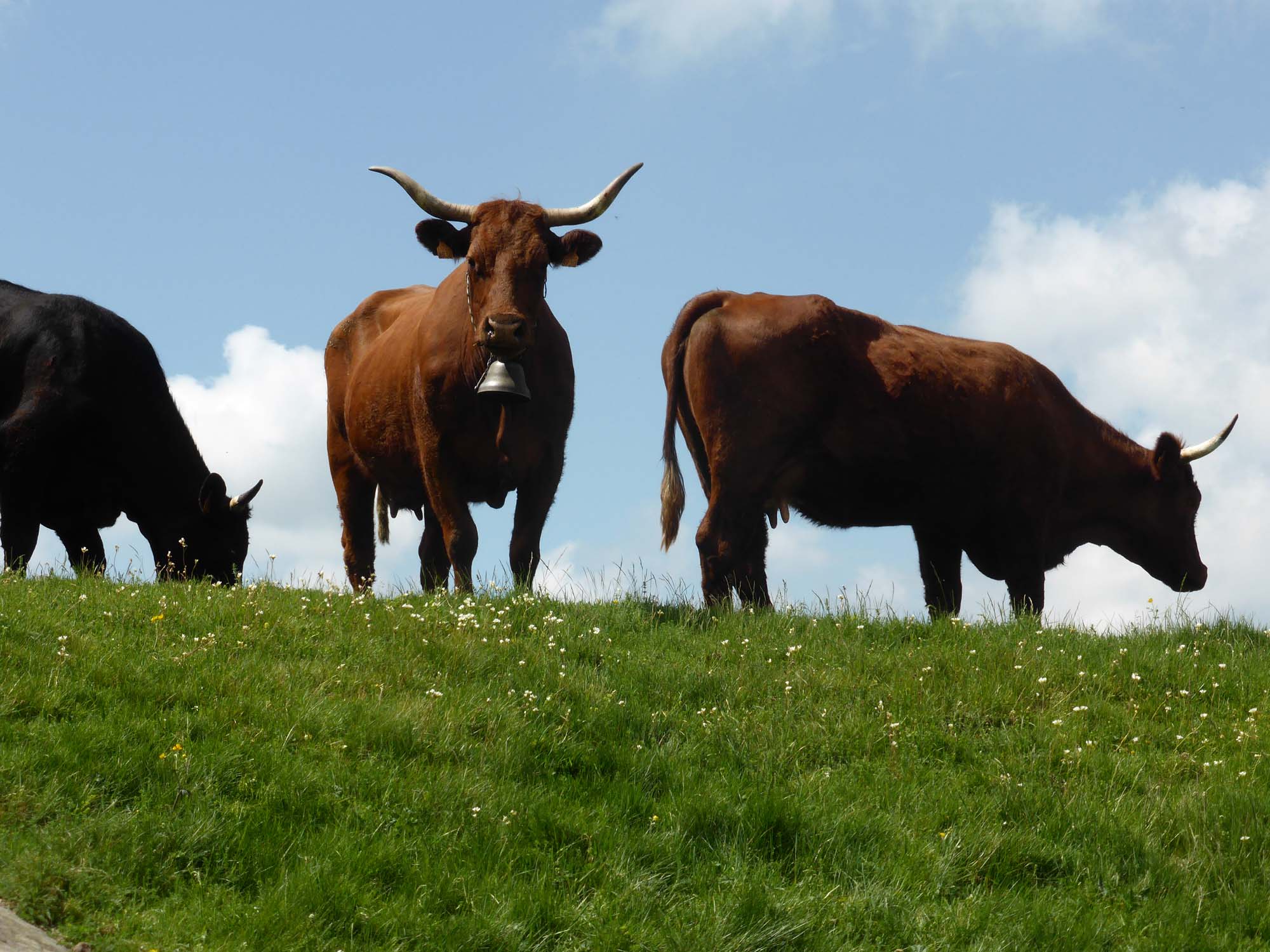 La vache Salers