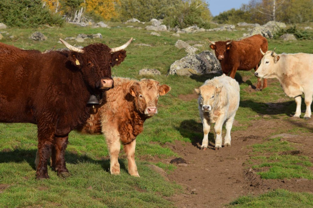 gite du puy mary-cantal-animaux-vaches-salerce