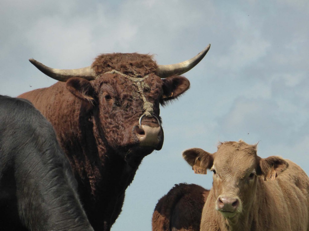 gite du puy mary-cantal-animaux -vaches-salerce (2)