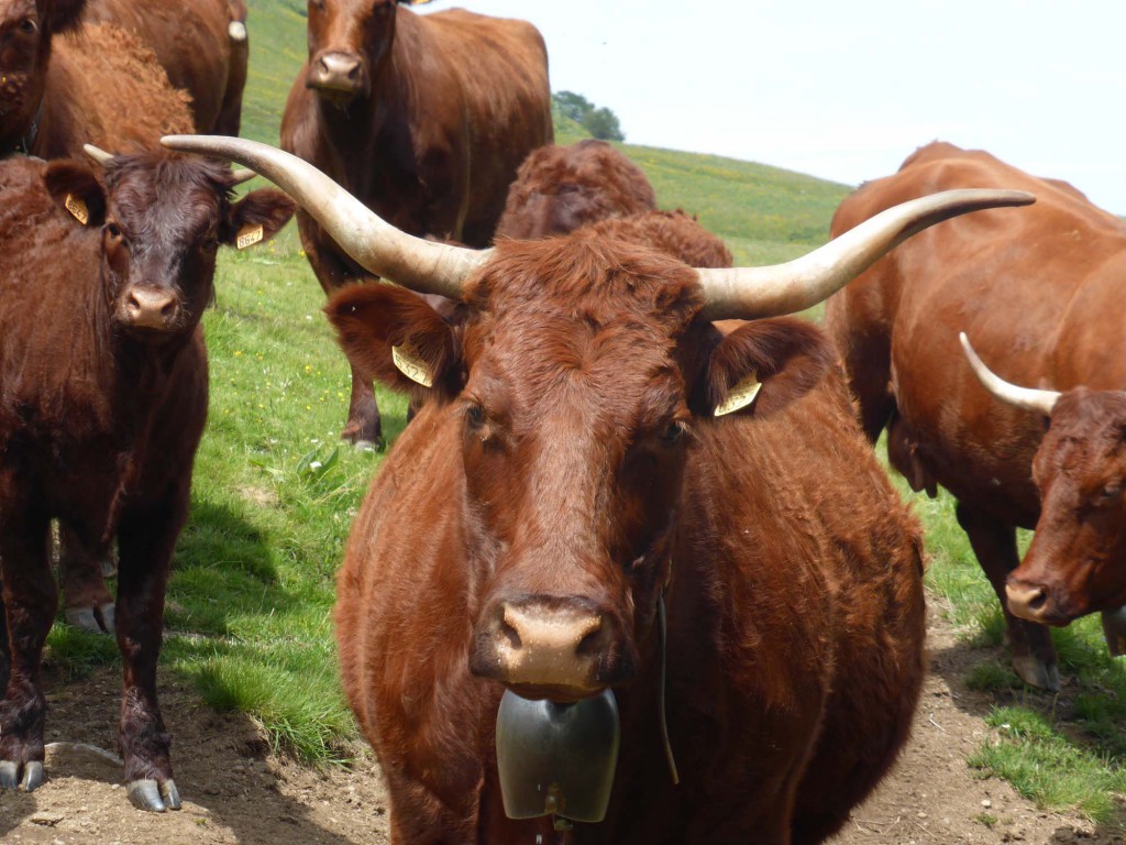 gite du puy mary-cantal-animaux -vaches-salerce (3)