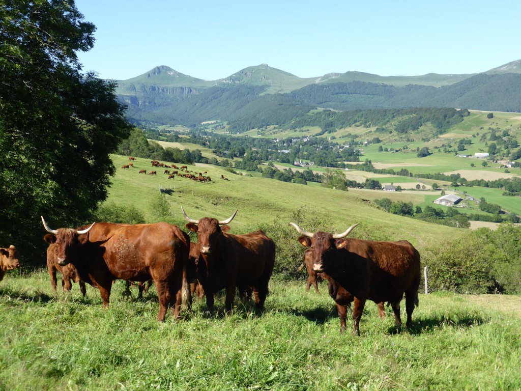 gite du puy mary-cantal-animaux -vaches-salerce (4)
