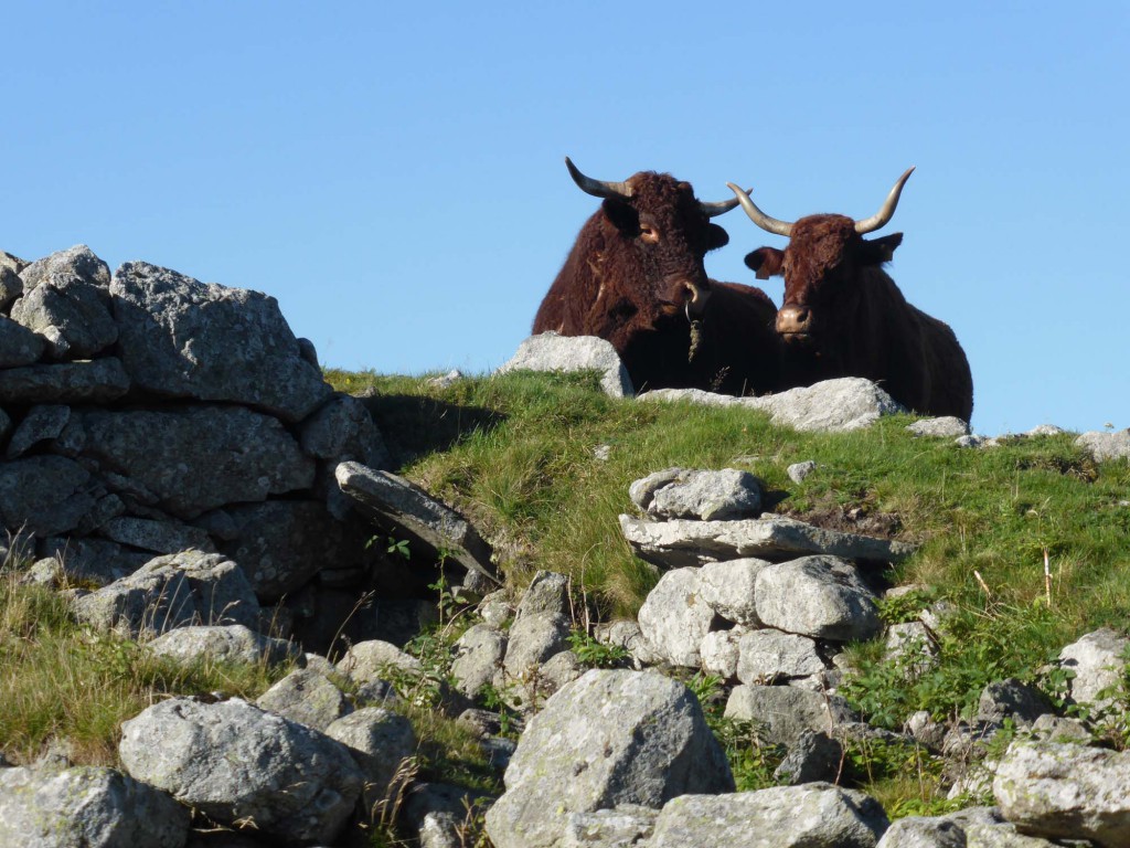 gite du puy mary-cantal-animaux -vaches-salerce (7)