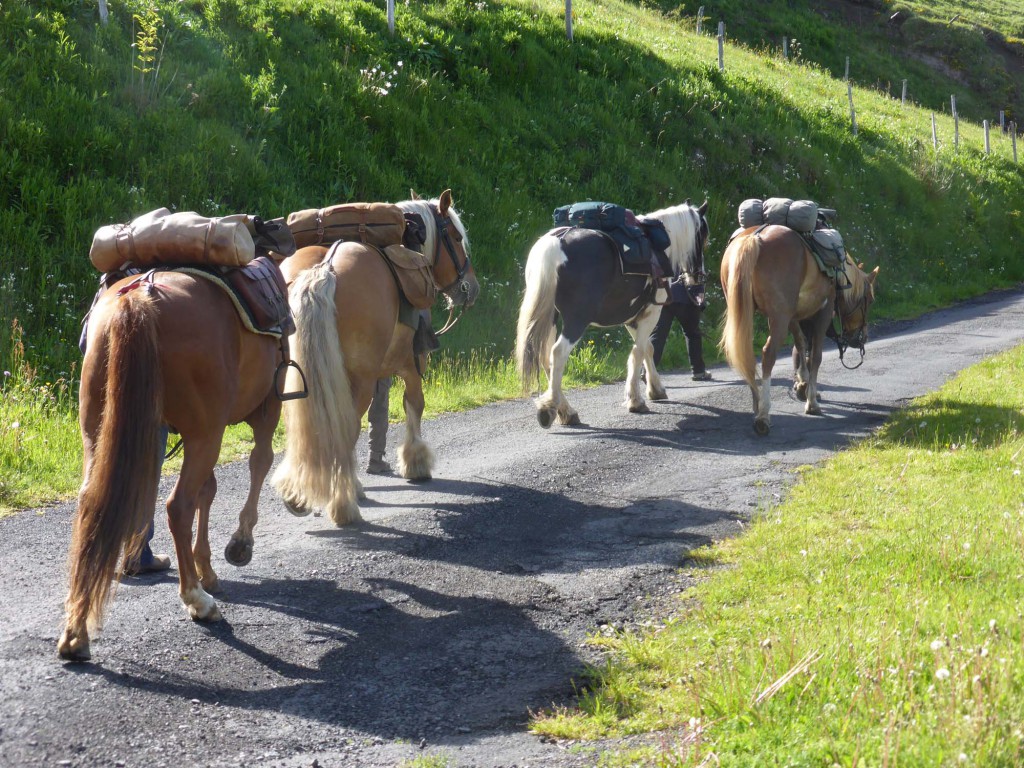 gite du puy mary-cantal-balade equitation (3)