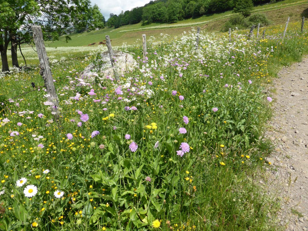 gite du puy mary-cantal-flore (1)