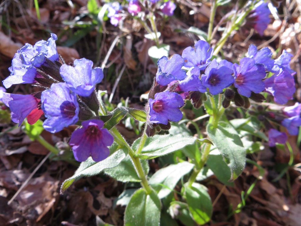 gite du puy mary-cantal-flore (11)