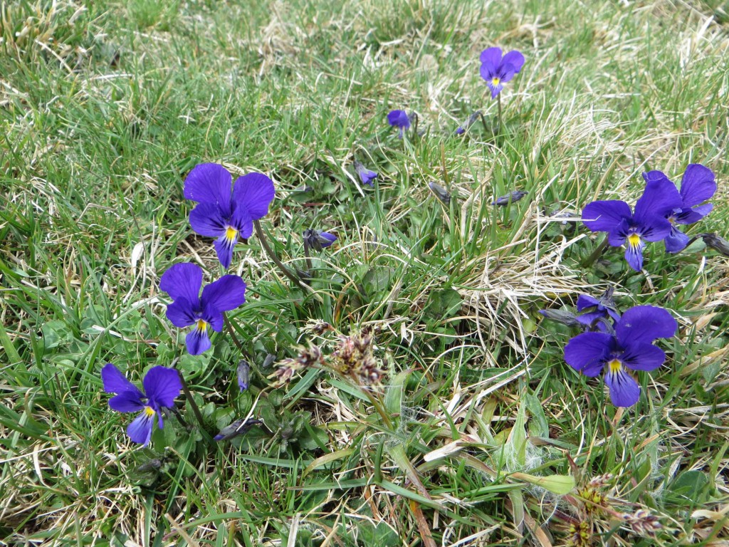 gite du puy mary-cantal-flore (13)