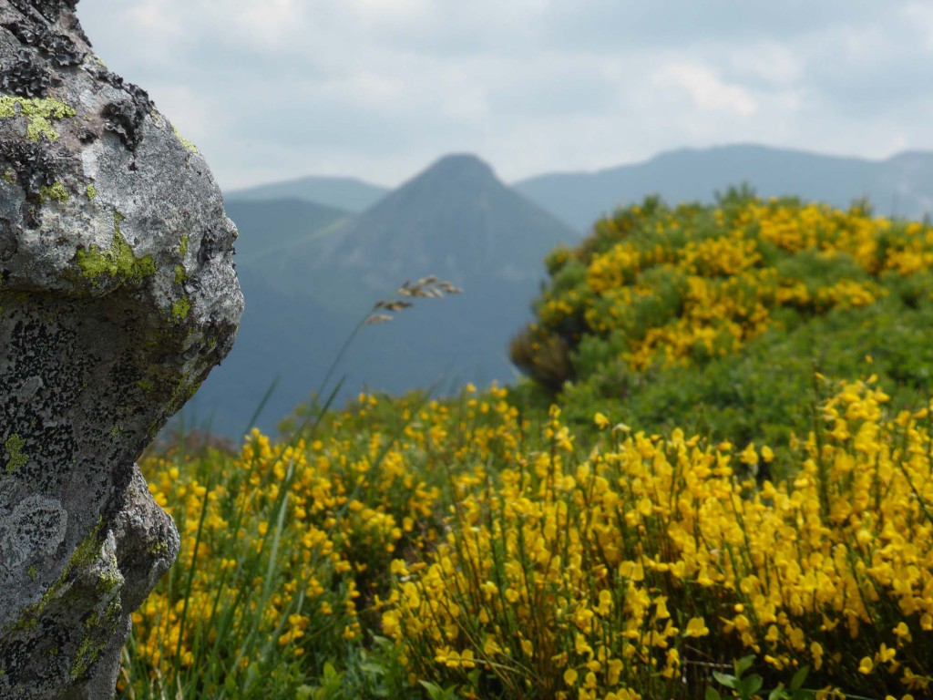 gite du puy mary-cantal-flore (2)