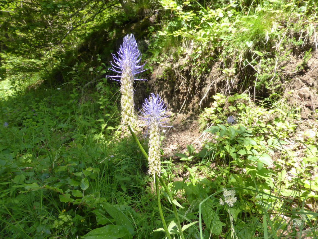 gite du puy mary-cantal-flore (3)