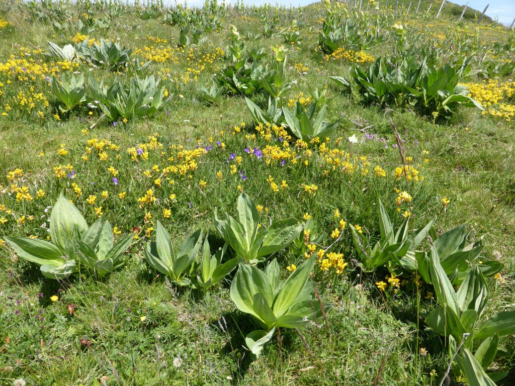 gite du puy mary-cantal-flore (4)