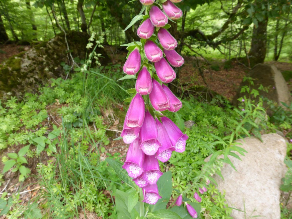 gite du puy mary-cantal-flore (5)