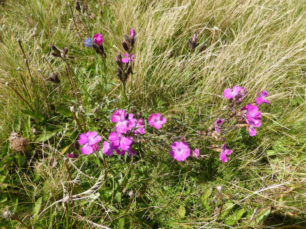 gite du puy mary-cantal-flore (6)