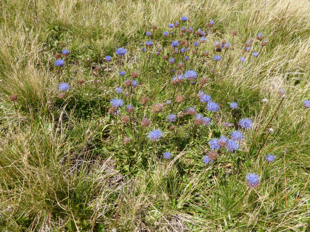 gite du puy mary-cantal-flore (7)