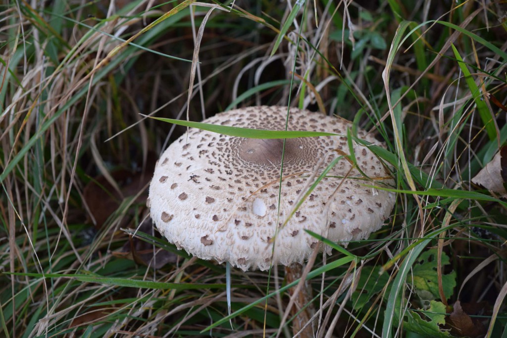 gite du puy mary-cantal-flore (8)