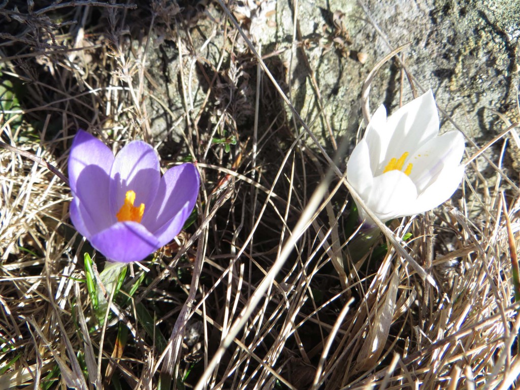 gite du puy mary-cantal-flore (9)