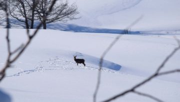 gite du puy mary-cantal-animaux-cerf