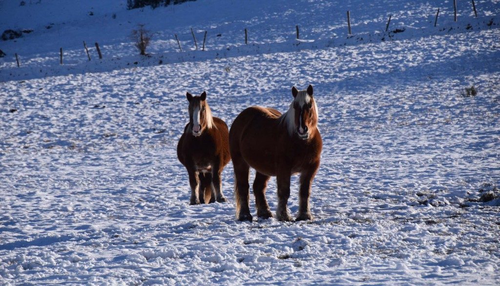 gite du puy mary-cantal-animaux-chevaux-equitation (2)