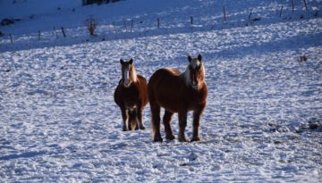 gite du puy mary-cantal-animaux-chevaux-equitation (2)