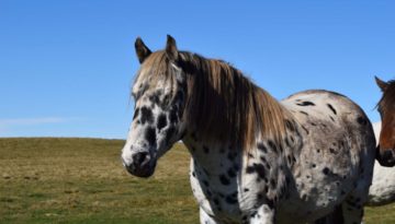 gite du puy mary-cantal-animaux-chevaux-equitation (4)