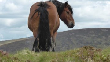 gite du puy mary-cantal-animaux-chevaux-equitation (6)