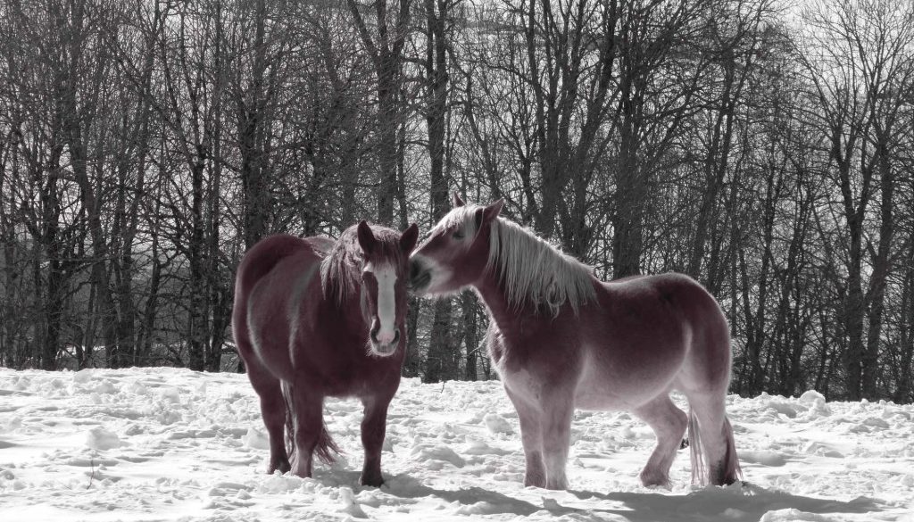 gite du puy mary-cantal-animaux-chevaux-equitation (7)