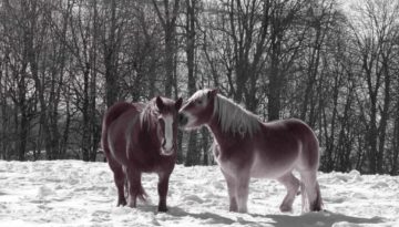 gite du puy mary-cantal-animaux-chevaux-equitation (7)