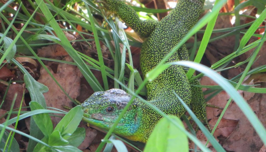 gite du puy mary -cantal-animaux-lezard