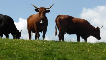 gite du puy mary-cantal-animaux -vaches-salerce (1)