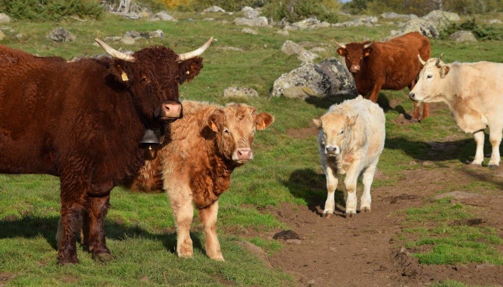 gite du puy mary-cantal-animaux-vaches-salerce