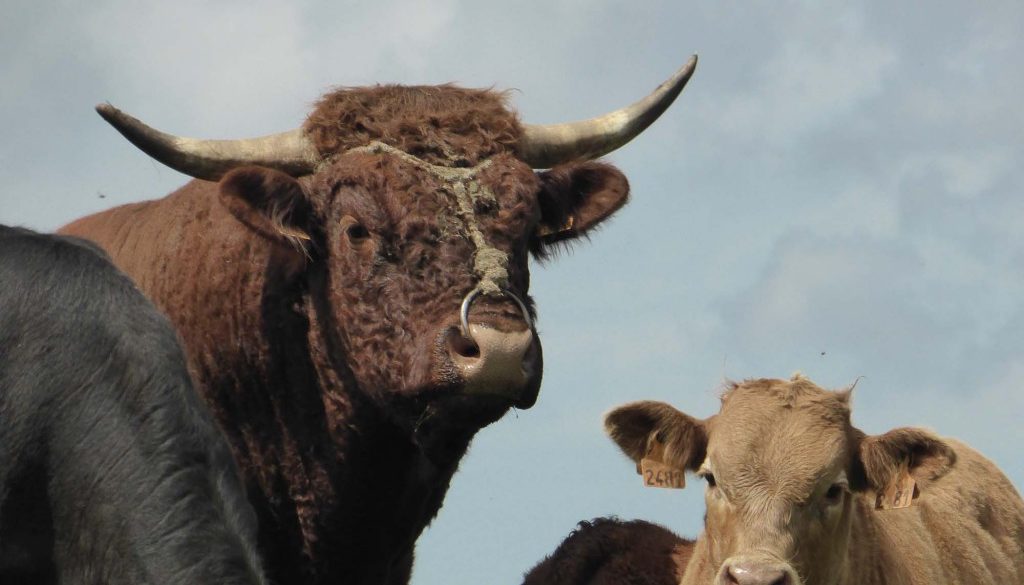 gite du puy mary-cantal-animaux -vaches-salerce (2)