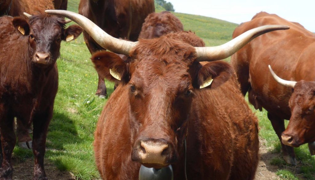 gite du puy mary-cantal-animaux -vaches-salerce (3)