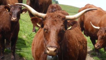 gite du puy mary-cantal-animaux -vaches-salerce (3)