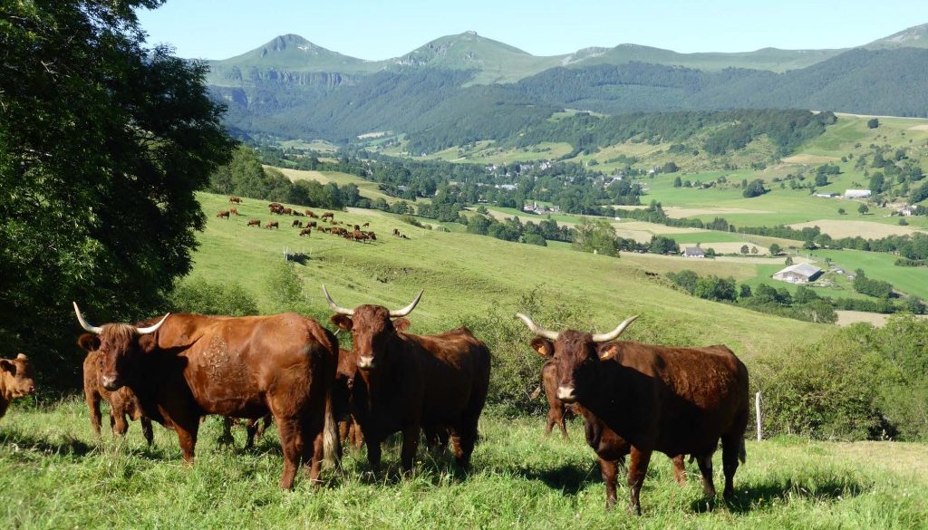 gite du puy mary-cantal-animaux -vaches-salerce (4)