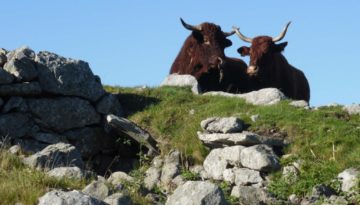 gite du puy mary-cantal-animaux -vaches-salerce (7)