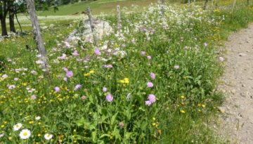 gite du puy mary-cantal-flore (1)