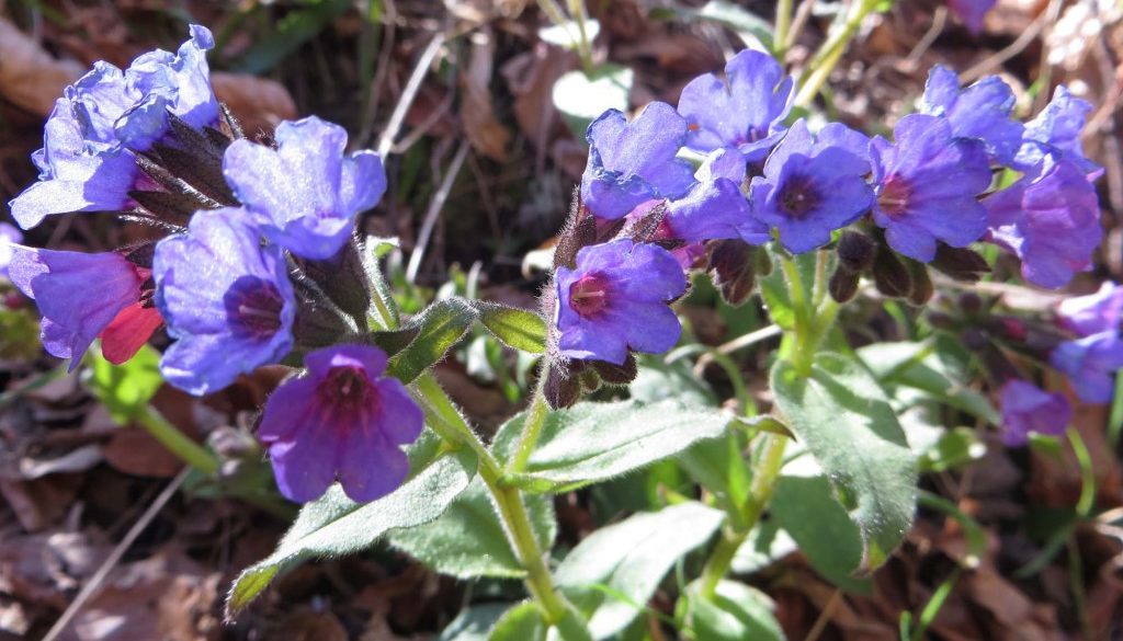 gite du puy mary-cantal-flore (11)