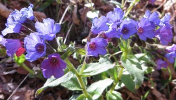 gite du puy mary-cantal-flore (11)