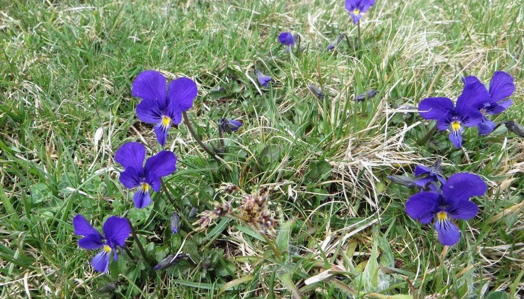 gite du puy mary-cantal-flore (13)