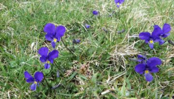 gite du puy mary-cantal-flore (13)