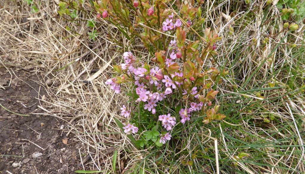 gite du puy mary-cantal-flore (14)