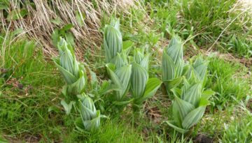 gite du puy mary-cantal-flore (15)