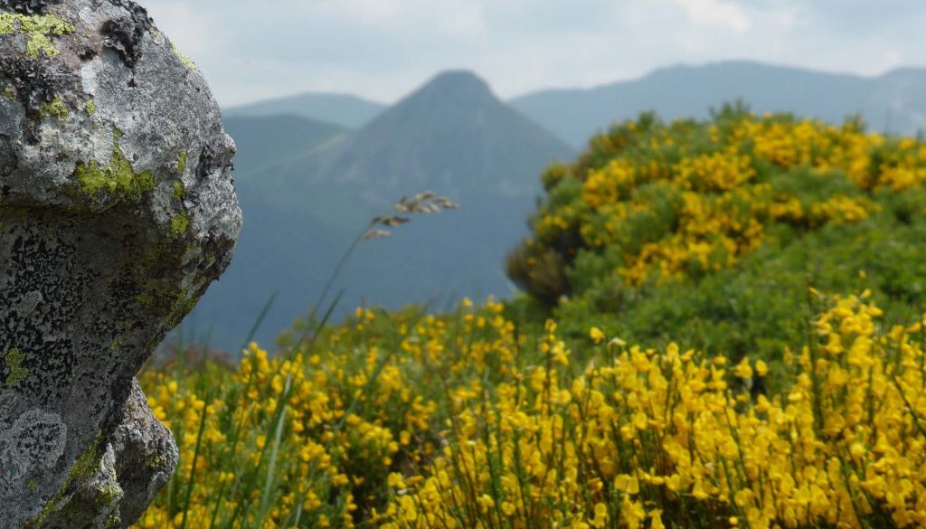 gite du puy mary-cantal-flore (2)