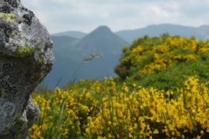 gite du puy mary-cantal-flore (2)