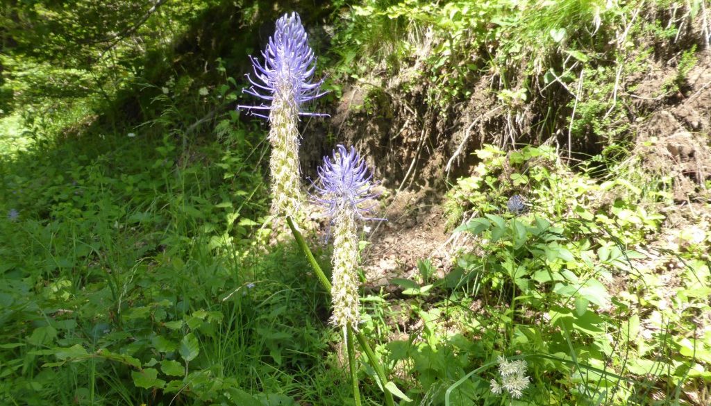 gite du puy mary-cantal-flore (3)